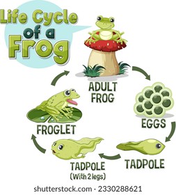 Frog Life Cycle Diagram illustration