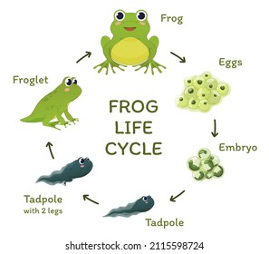 Frog life cycle educational poster template with arrows and place for text vector flat illustration. Biology aquatic amphibian development growth process isolated. Eggs, embryo, tadpole, froglet