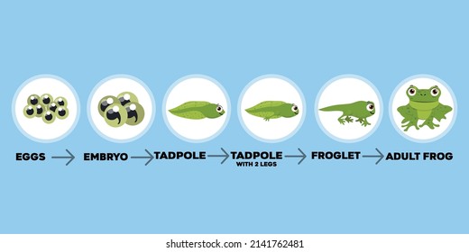 Frog Life Cycle. Egg Masses, Tadpole, Froglet, Frog Metamorphosis. Wild Water Animals, Evolution Development Toads Cartoon Vector Diagram. Illustration Amphibian, Frog Development.
