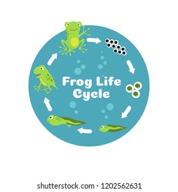 Frog life cycle. From eggs to tadpole and adult frog. Kids biology educational vector illustration. Cycle amphibian biology, animal toad growth