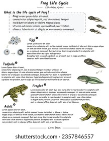 Ciclo de vida de rana con plantilla de explicación. para contenido educativo, enseñanza, presentación. con un diseño sencillo.