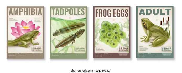 Frog life cycle from fertilized eggs jelly  tadpoles to adult amphibia 4 realistic posters set vector illustration svg