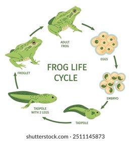 Ciclo de vida de la rana. Ranas huevos transformación polliwog renacuajo frogspawn froglet crecimiento desarrollo, metamorfosis de sapo evolución proceso reproductivo, Ilustración vectorial elegante obra de arte original