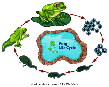 The frog life cycle illustration