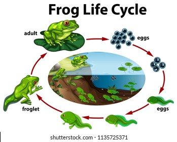 Ilustración del ciclo de vida de la rana