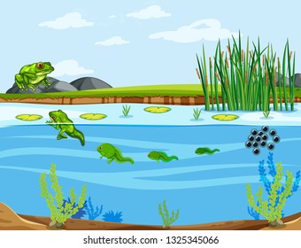 A frog life cycle illustration