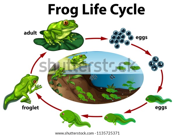 frog cycle coupon