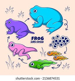Frog Life Cycle Illustration with Colored hand drawn doodle style