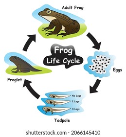 Frog Life Cycle Infographic Diagram Showing Stock Vector (Royalty Free ...