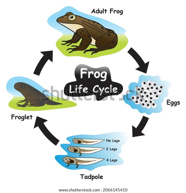 Frog Life Cycle Infographic Diagram Showing Stock Vector (Royalty Free ...