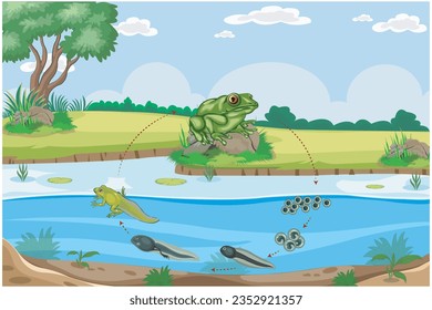 Frog life cycle involves Eggs, tadpoles, metamorphosis, adult frogs. Adaptation from aquatic to terrestrial habitats. Life cycle of frog with distinct stages. 