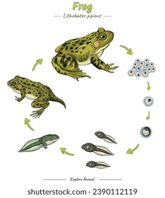 Frog life cycle involves several interesting stages template. Can be used for topics like biology, zoology, poster.