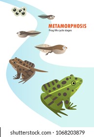 frog life cycle metamorphosis