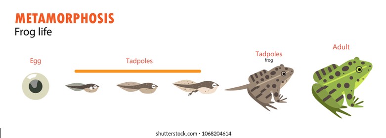 metamorfosis del ciclo vital de la rana