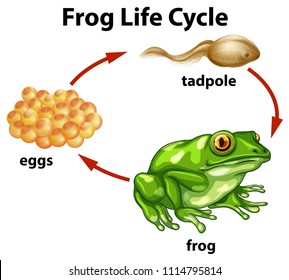 A Frog Life Cycle on White Background illustration