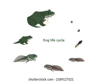 frog life cycle on a white background.