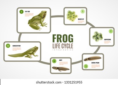 Frog life cycle realistic infographic chart from eggs mass embryo development tadpole to adult animal vector illustration