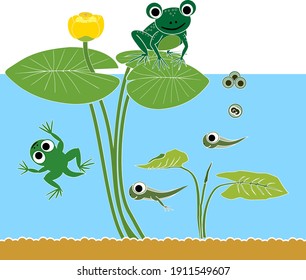 Frog life cycle. Sequence of stages of development of frog from egg to adult animal in pond