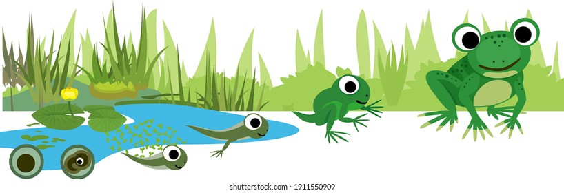 Frog life cycle. Sequence of stages of development of frog from egg to adult animal against the pond