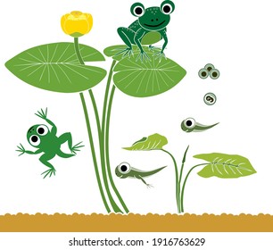 Froschlebenszyklus. Sequenzierung der Entwicklungsstadien von Cartoon Frosch vom Froschlaf zum ausgewachsenen Tier