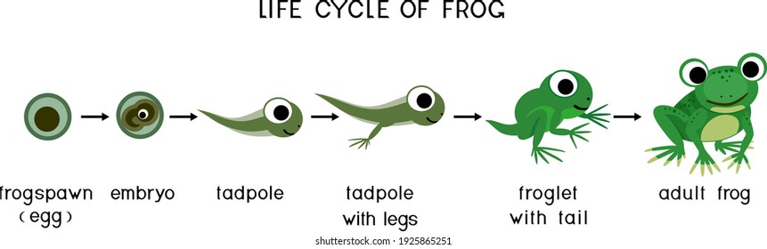 Froschlebenszyklus. Sequence of stages of development of cartoon green frog from egg to adultier einzeln auf weißem Hintergrund mit Titeln