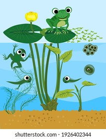 Frog life cycle. Sequence of stages of development of frog from egg to adult animal in pond