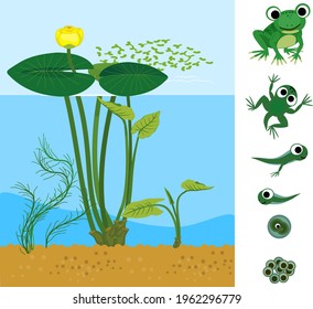 Frog life cycle. Sequence of stages of development of frog from egg to adult animal in pond