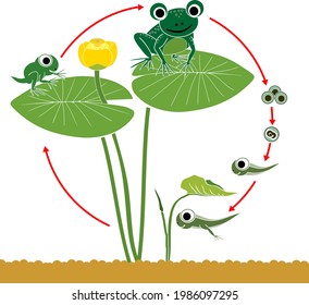Frog life cycle. Sequence of stages of development of cartoon frog from frogspawn to adult animal