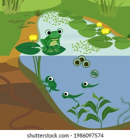 Frog life cycle. Sequence of stages of development of frog from egg to adult animal in pond