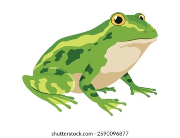 Frog life cycle stage. Green frog. Wild water animal, development toads. Amphibian illustration. Hand drawn colorful diagram on white background