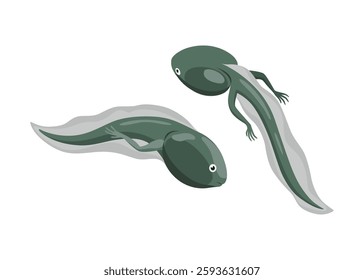 Frog life cycle stage. Tadpole. Wild water animal, development toads. Amphibian illustration. Hand drawn colorful diagram on white background