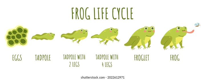 Frog life cycle. Stages development and growth of toad, water animal transforming stages, funny amphibians age changes, becoming an adult. Cute water reptiles, vector cartoon flat concept