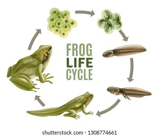 Frog life cycle stages realistic set with adult animal fertilized eggs jelly mass tadpole froglet vector illustration