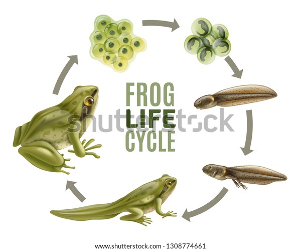 frog cycle coupon