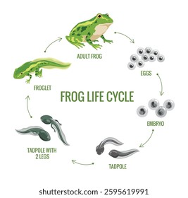 Frog life cycle stages. Wild water animal, development toads. Amphibian evolution or metamorphosis scheme. Hand drawn colorful diagram on white background