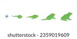 The Frog Life cycle vector. Developmental process of frog 