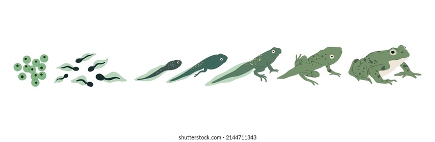 Frog life cycle. Vector hand drawn illustration. Isolated on white backgground.