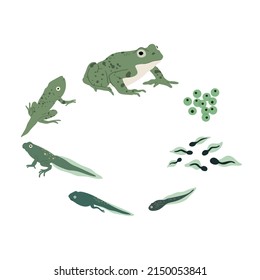 Frog life cycle. Vector hand drawn illustration. Isolated on white backgground.
