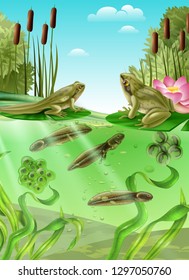 Frog life cycle water stages realistic poster with adult amphibian eggs mass tadpole with legs vector illustration