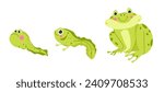 Frog life cycle, wildlife. Tadpole, froglet, polliwog metamorphosis. Wild water animals, evolution development toads. Isolated amphibian personages with smile and rosy cheeks. Vector in flat style