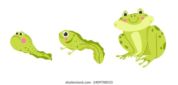 Frog life cycle, wildlife. Tadpole, froglet, polliwog metamorphosis. Wild water animals, evolution development toads. Isolated amphibian personages with smile and rosy cheeks. Vector in flat style