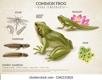 Frog Life Style Retro Biology Science Educative Poster With Adult Animal Eggs Mass Tadpoles Froglets Vector Illustration