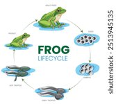 The frog lifecycle begins as eggs, hatching into tadpoles, then gradually transforming into frogs through stages of growth and metamorphosis.