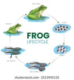 The frog lifecycle begins as eggs, hatching into tadpoles, then gradually transforming into frogs through stages of growth and metamorphosis.