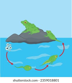 The Frog Lifecycle vector. Developmental process of frog 