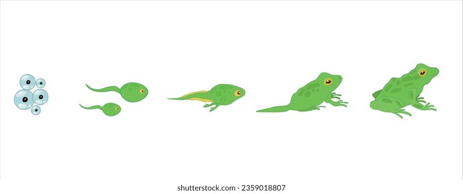 The Frog Lifecycle vector. Developmental process of frog 