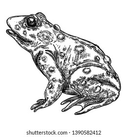 Frog line illustration.  Anuran or poison toad hand drawing. Black and white drawn witchcraft, voodoo magic attribute. Illustration for Halloween. Vector.