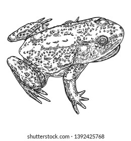 Frog line illustration.  Anuran or poison toad hand drawing. Black and white drawn witchcraft, voodoo magic attribute. Illustration for Halloween. Vector.