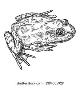 Frog line illustration.  Anuran or poison toad hand drawing. Black and white drawn witchcraft, voodoo magic attribute. Illustration for Halloween. Vector.