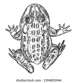 Frog line illustration.  Anuran or poison toad hand drawing. Black and white drawn witchcraft, voodoo magic attribute. Illustration for Halloween. Vector.